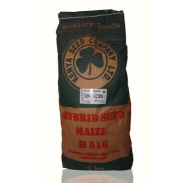 Highland Maize Varieties in Kenya | High-Yield Hybrid Seeds