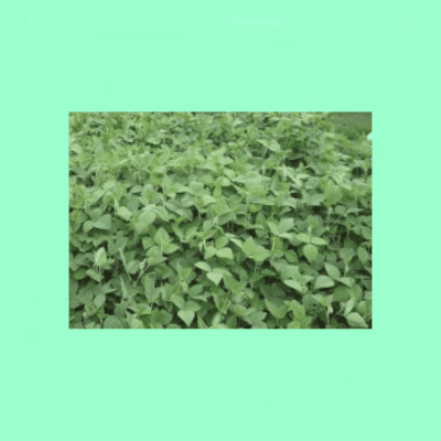 Desmodium Green Leaf